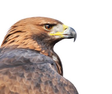 golden eagle portresi üzerine beyaz izole