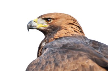 golden eagle portresi üzerine beyaz izole