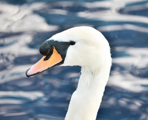 Beautiful white swan in blue water — Stock Photo, Image
