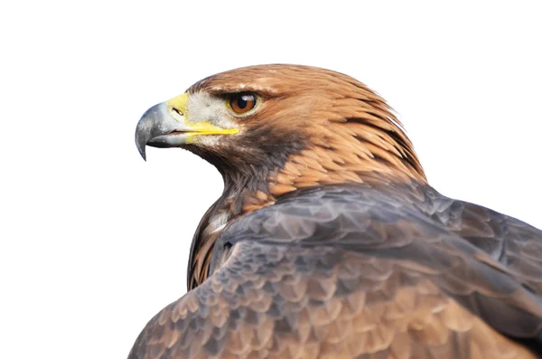 Golden eagle portrét izolované na bílém — Stock fotografie