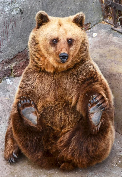 Engraçado urso sentado — Fotografia de Stock