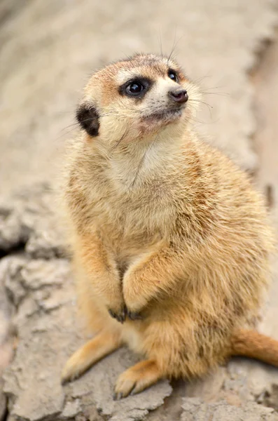 Retrato de Meerkat — Fotografia de Stock