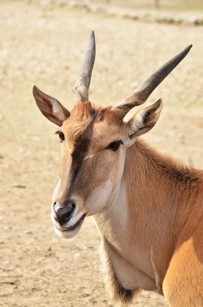 Retrato de impala — Fotografia de Stock