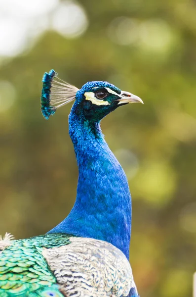 Retrato de hermoso macho indio pavo real — Foto de Stock