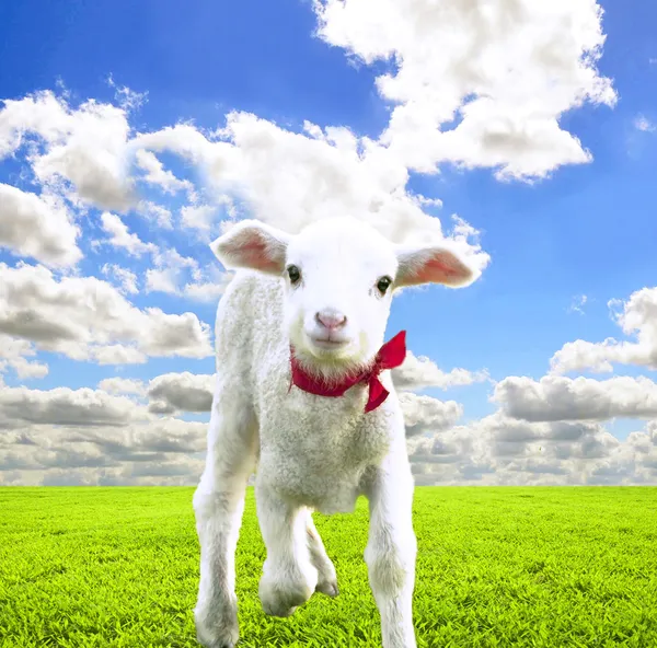 Cute lamb on beautiful greens field at sunny day — Stock Photo, Image