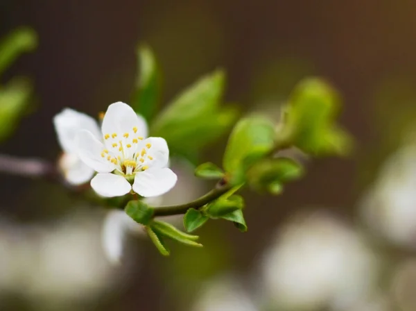Fiore di prugna macro shot — Foto Stock