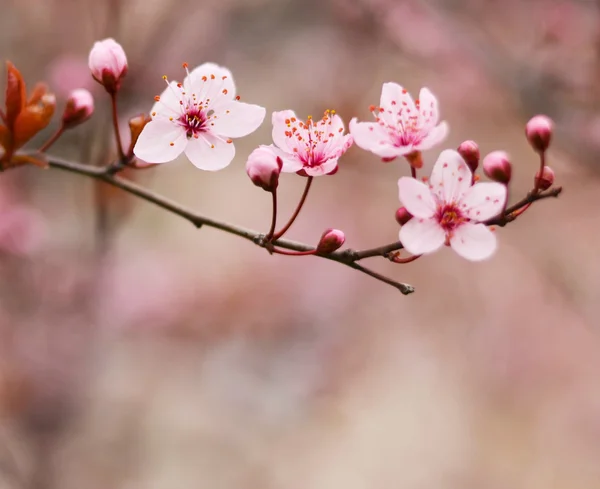 Purple plum flower — Stock Photo, Image