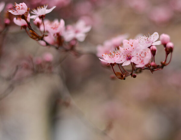 Purple plum flower close up