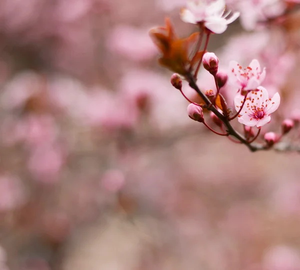 Plum flower on branch - Spring concept — Stock Photo, Image