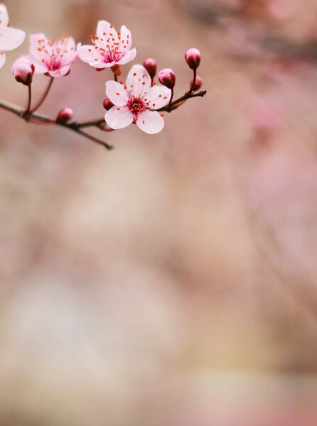 Plum flower macro shot