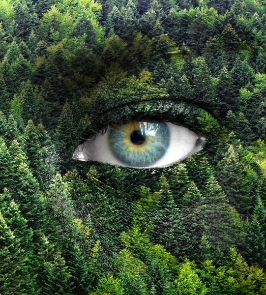 Grüner Wald und menschliche Augen - Naturkonzept retten — Stockfoto
