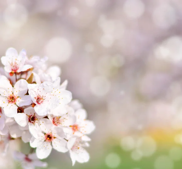 Прекрасная весенняя вишня с цветами и боке — стоковое фото