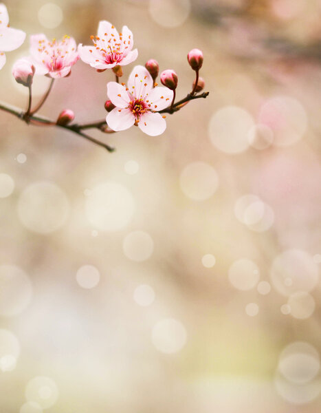 Plum flower macro shot with bokeh background