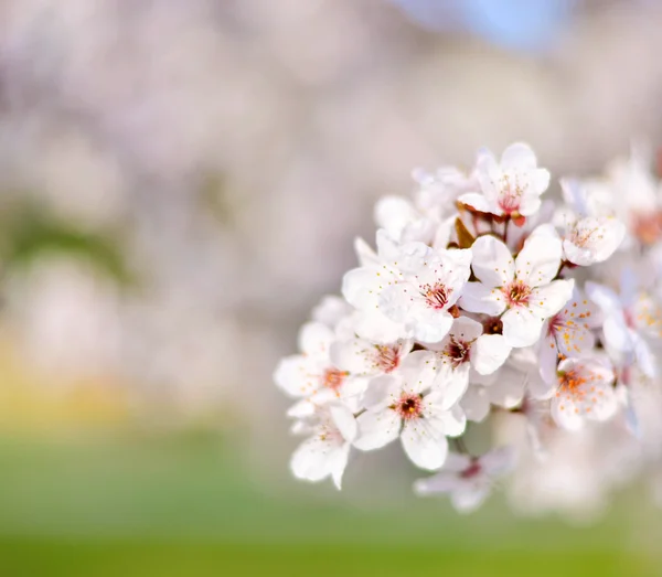 Plum flower macro shot — Stock Photo, Image
