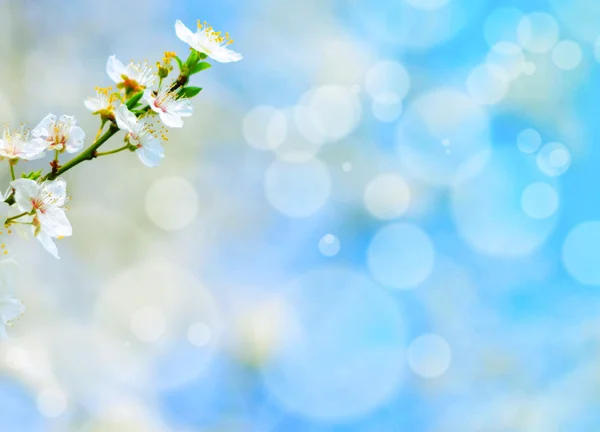 Spring flowers against blue bokeh background — Stock Photo, Image