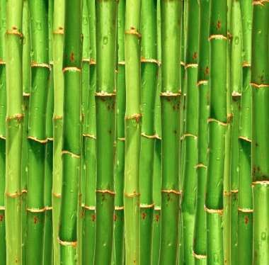 Bambu Arkaplanı