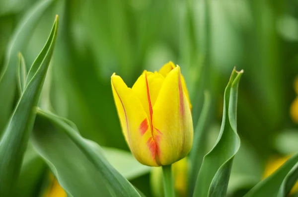 Gele tulpenclose-up — Stockfoto