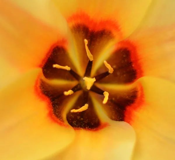 Yellow tulip macro — Stock Photo, Image