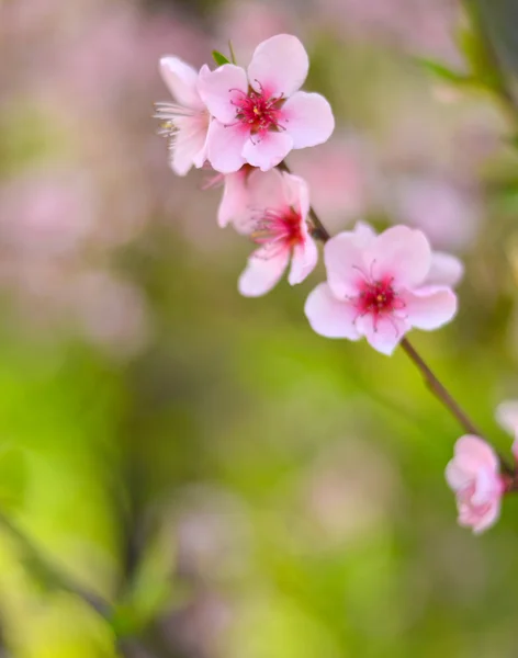Peach flower with bokeh — Stock Photo, Image