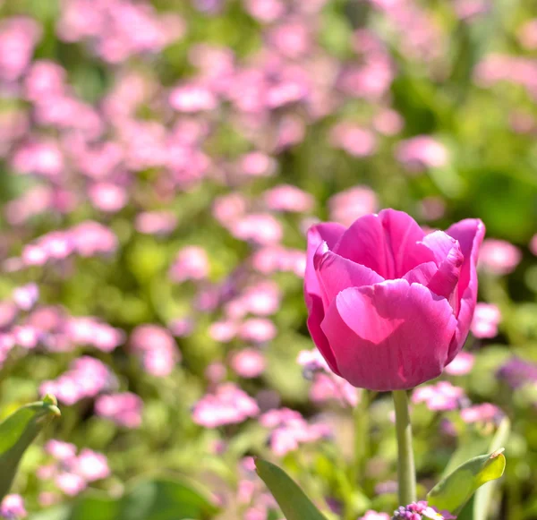 Tulipano rosa primo piano — Foto Stock
