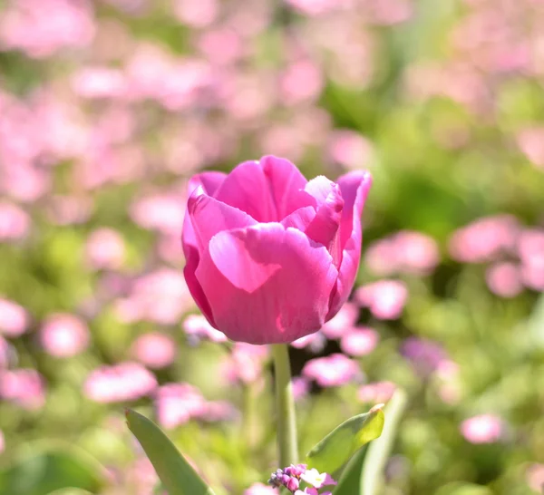 Roze tulp met bokeh — Stockfoto