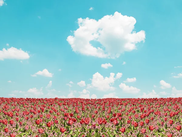 Красное тюльпановое поле и голубое небо — стоковое фото