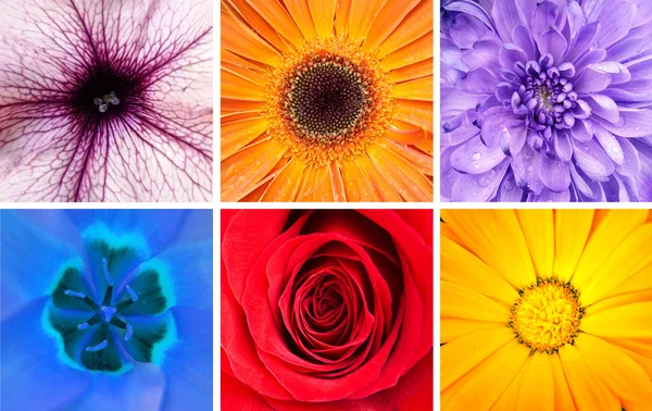 아름 다운 꽃 콜라주-매크로 촬영 — 스톡 사진