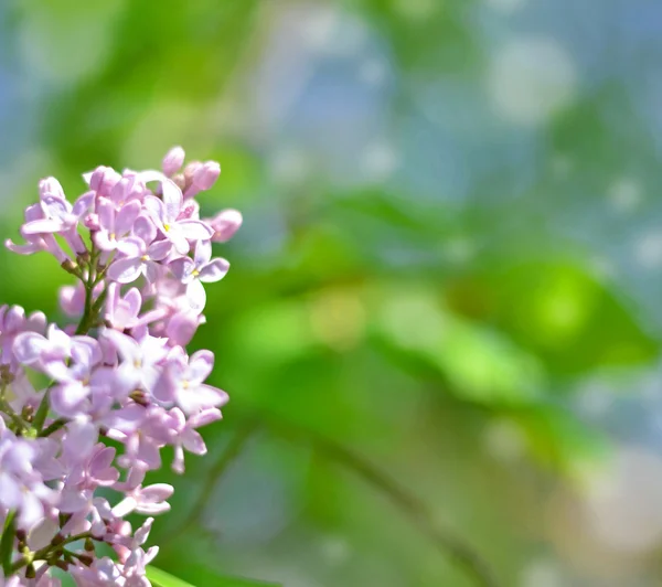 美丽的淡紫色花朵背景与散景 — 图库照片