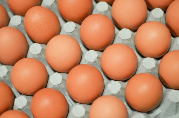 Close up of eggs in cardboard container — Stock Photo, Image