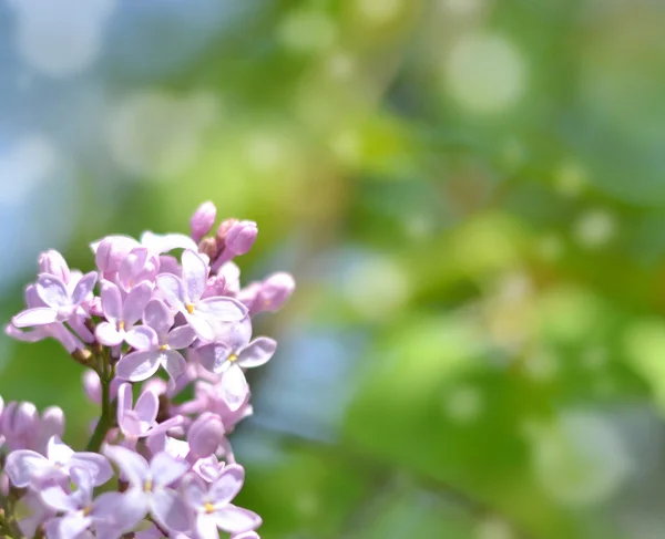 Lila bloemen met bokeh achtergrond — Stockfoto