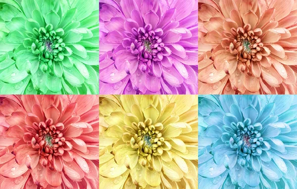 Kleurrijke bloemen collage - macro opnamen — Stockfoto