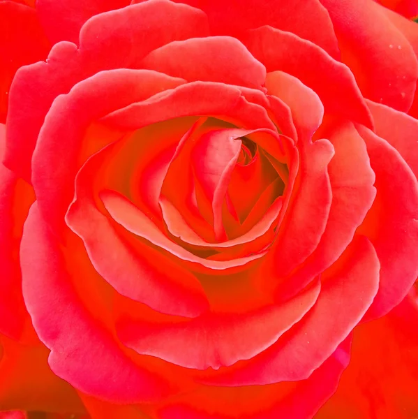 Ακραία μεγέθυνση της rose — Φωτογραφία Αρχείου