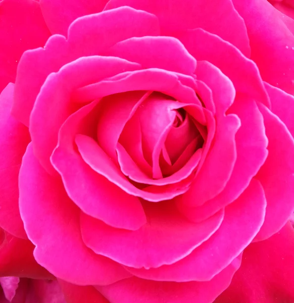 Roze roos macro shot — Stockfoto