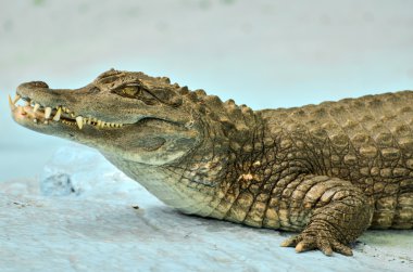 küçük caiman timsah