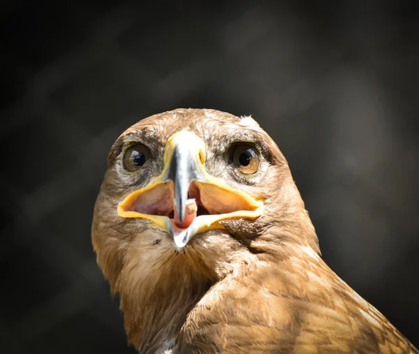 Hermoso retrato de águila dorada — Foto de Stock