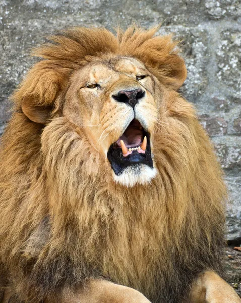 Θυμωμένος αφρικανικό λιοντάρι — Φωτογραφία Αρχείου