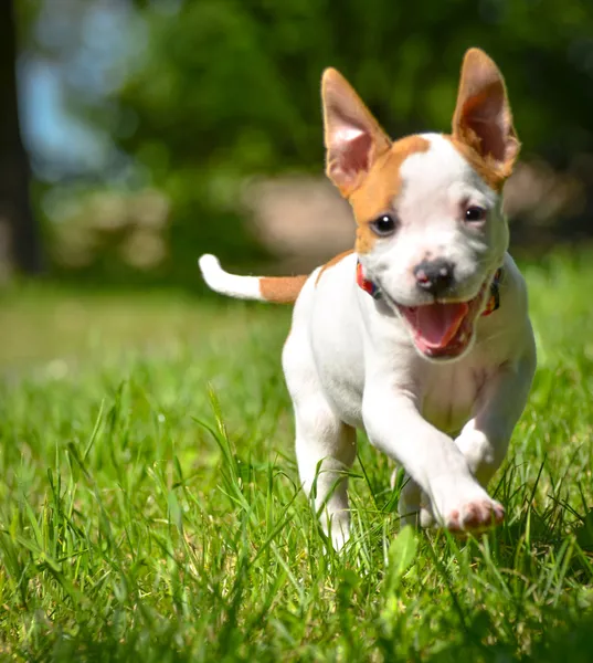 Bonito cachorro Stafford correndo em campo — Fotografia de Stock