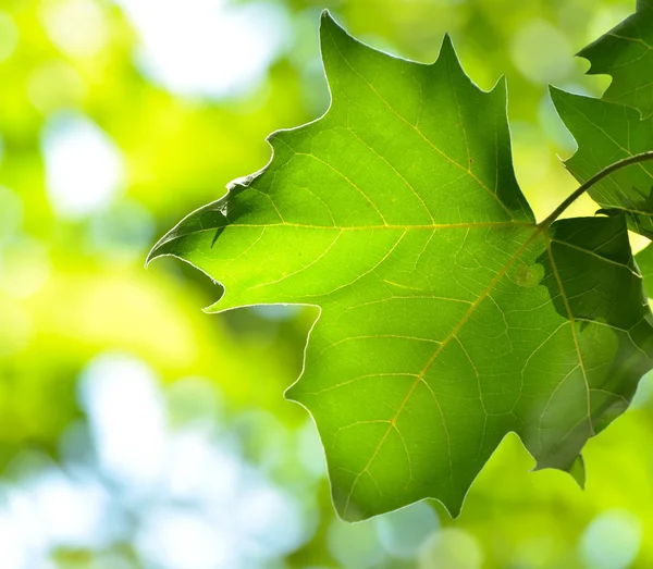 Hoja fresca sobre fondo verde — Foto de Stock