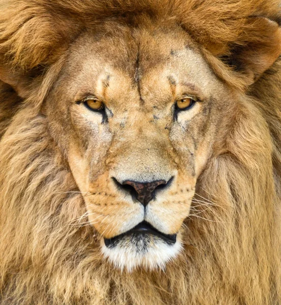 Retrato de hermoso león africano — Foto de Stock