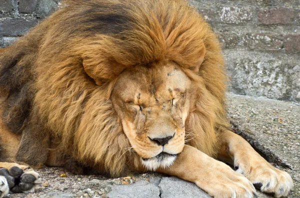 Enorme Afrikaanse leeuw rust — Stockfoto