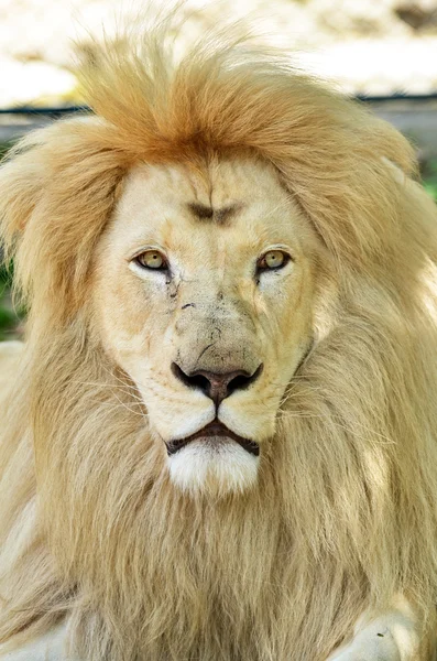 Белый африканский лев — стоковое фото