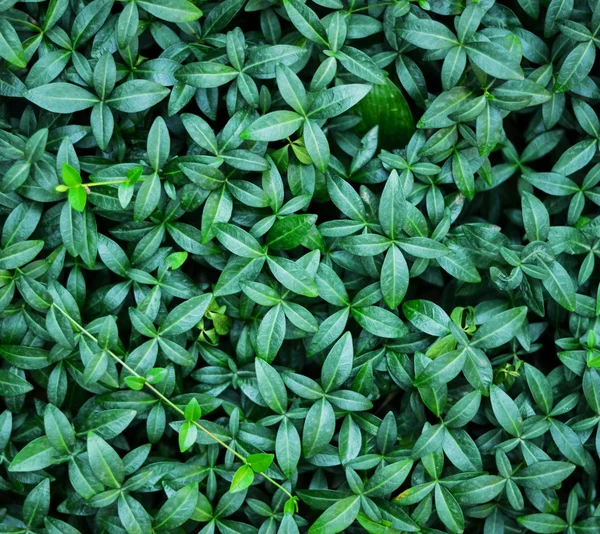 Folhas verdes fundo — Fotografia de Stock