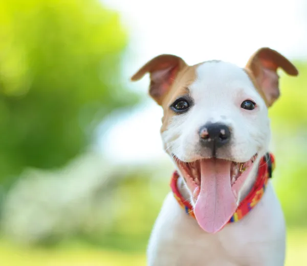 American staffordshire terrier söt valp — Stockfoto