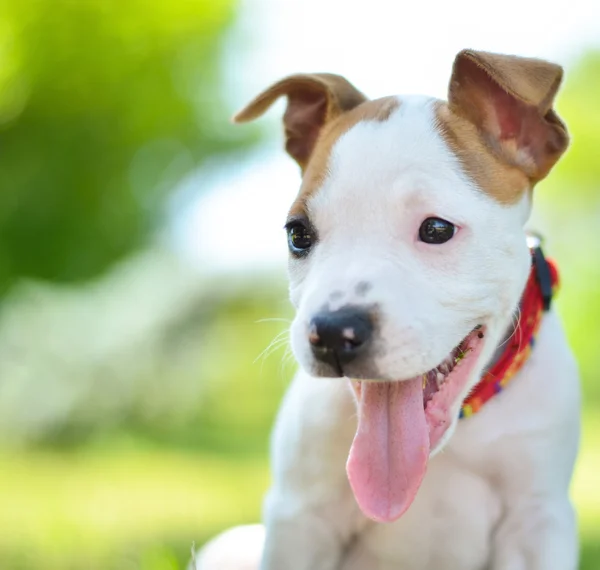 Amerikan staffordshire terrier şirin köpek yavrusu — Stok fotoğraf