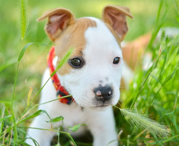 草を噛むアメリカ スタッフォードシャー テリアかわいい子犬 — ストック写真