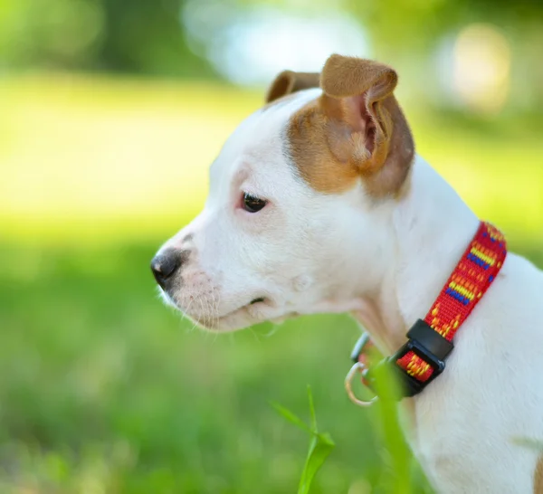 Ritratto di American Staffordshire cucciolo terrier carino — Foto Stock