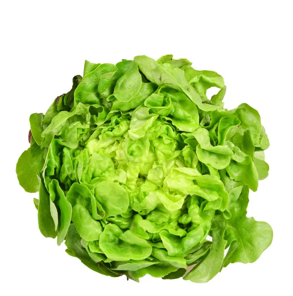 Frischer grüner Salat isoliert — Stockfoto