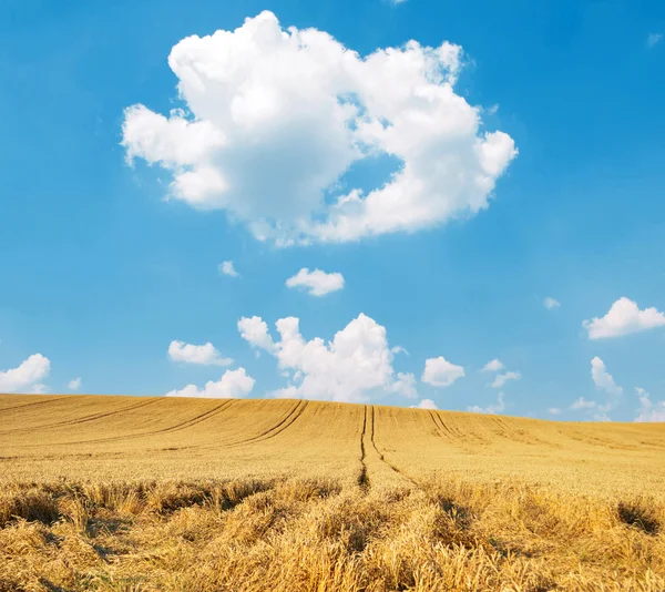 Weizenfeld und blauer Himmel — Stockfoto