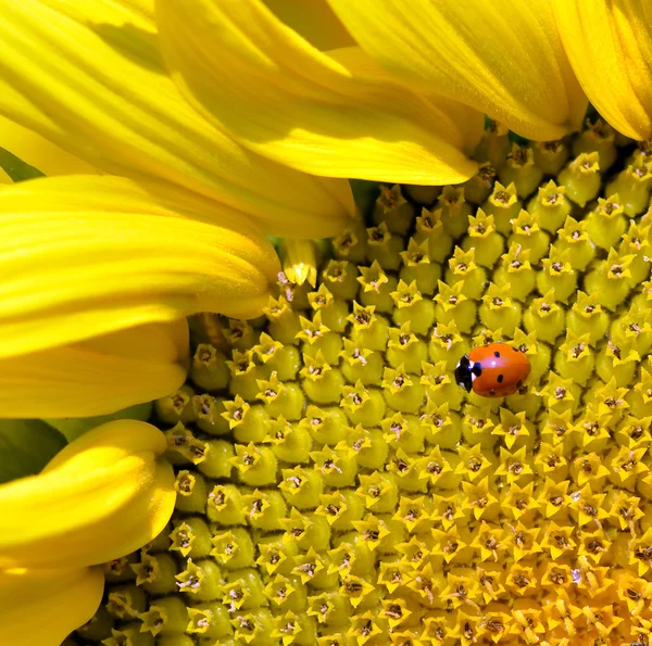 Ayçiçeği ve uğur böceği — Stok fotoğraf