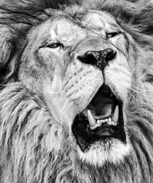 Africký lev řvoucí portrét v černé a bílé — Stock fotografie